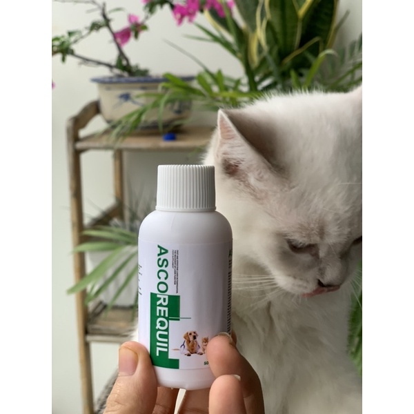 Siro Giải Độc Gan Ascorequil 50ml - Phục Hồi Chức Năng Gan Hiệu Quả, Tăng Tuổi Thọ Cho Chó Mèo - Xuất Xứ Italy