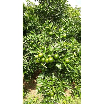 Cây giống quýt đường