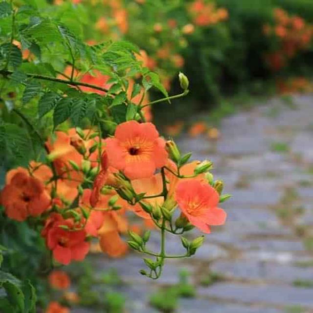 💧🌻💧Cây hoa leo đăng tiêu siêu đẹp rực rỡ ban công 💧🌻💧