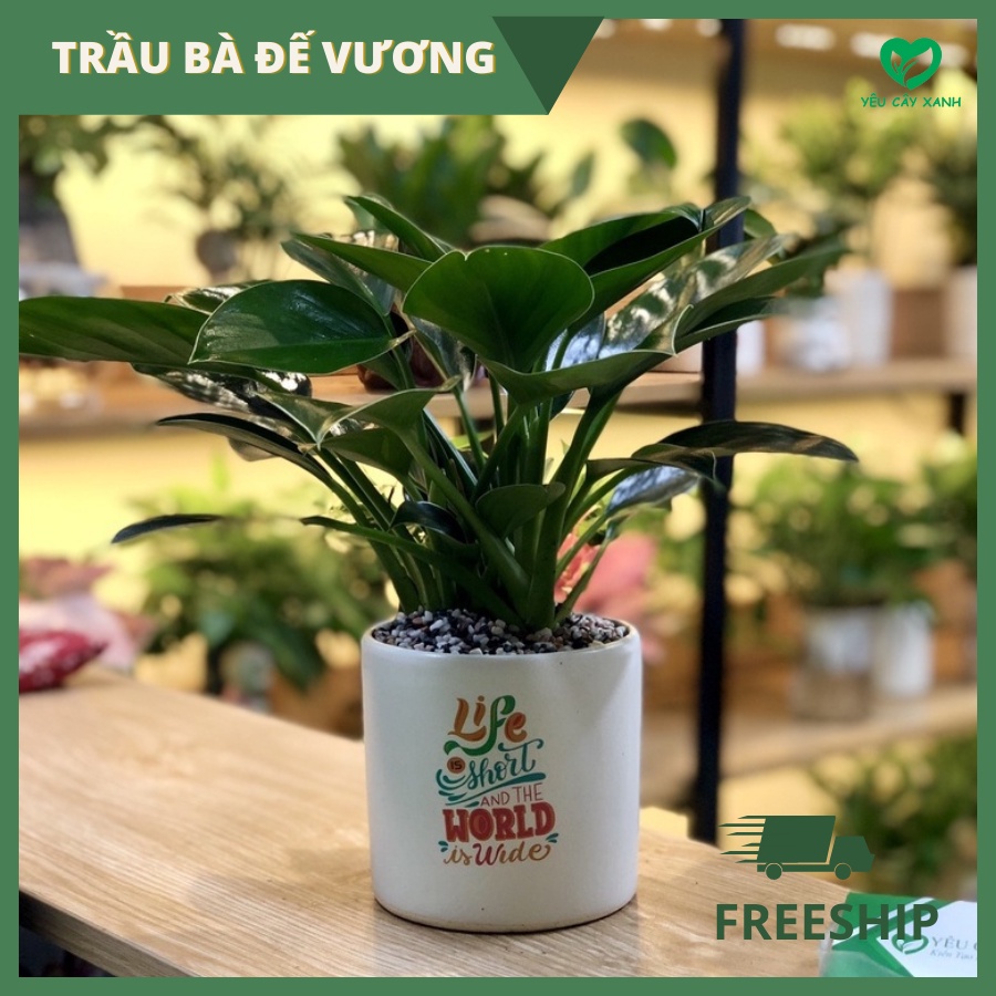 Trầu Bà Đế Vương để bàn