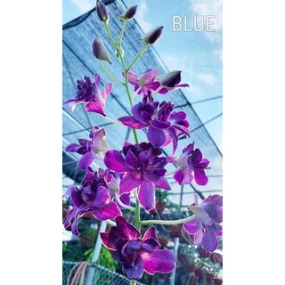 Hoa Lan Dendro hoa hồng tím mặt quỷ cây trưởng thành