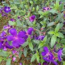 CÂY GIỐNG HOA SIM THÁI CẢNH SIÊU ĐẸP