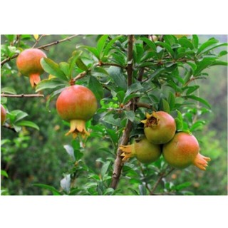 Cây giống cây lựu trái đỏ