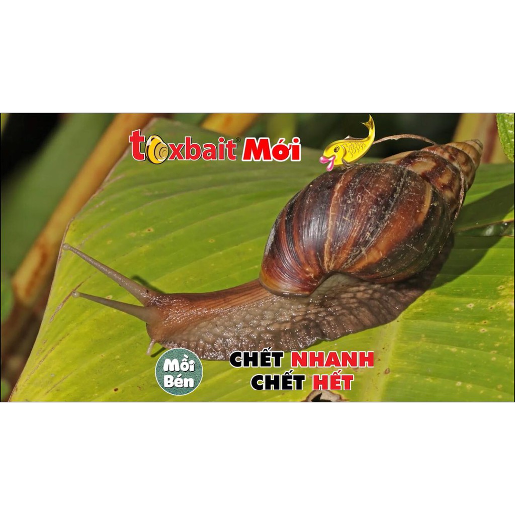 Bả mồi diệt ốc Sên, Ốc Bươu Vàng Toxbait 120AB 1kg