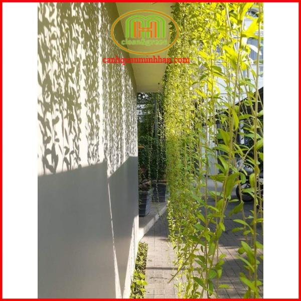 Dây cúc tần Ấn độ 1m dài decor tường cây rủ rất đẹp Minh Hân Garden