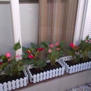 Chậu hàng rào cỡ nhỏ