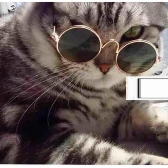 Kính chó mèo gọng vàng kính mát cho thú cưng chống tia UV (One size) hcm