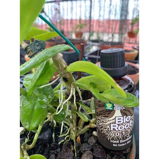 SIÊU RA RỄ BIO ROOT [50ml]