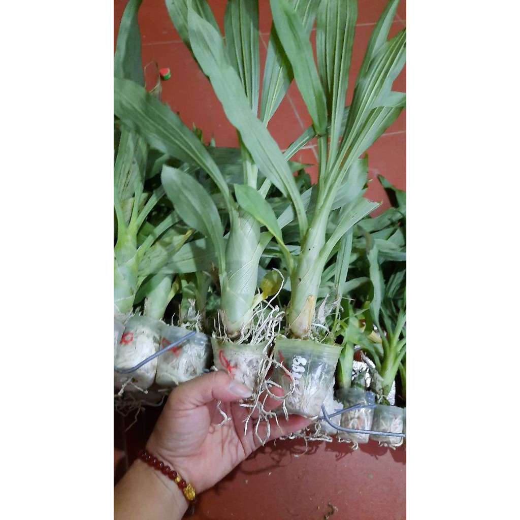 Hoa phong lan  thiên nga