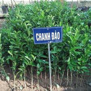 Cây giống chanh đào