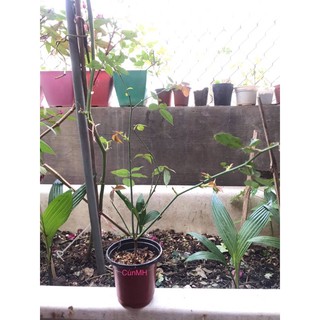 Cây hồng cổ Huế hữu cơ