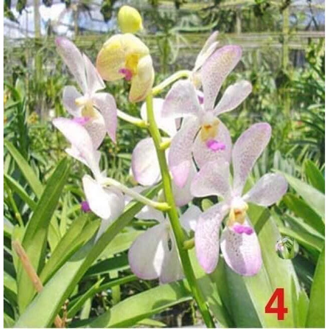 ComBo 5 Cây giống Hoa Lan Mokara Nhiều Màu  Đỏ,Vàng,Tím,Hồng,Trắng cây cao 20-30 cm