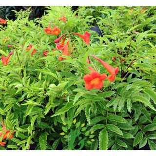 Cây hoàng Yến cam ( hoa chuông) + tặng phân bón cho cây