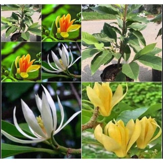 Cây hoa ngọc lan