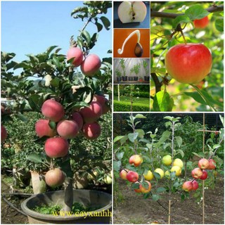 Hạt giống Táo lùn