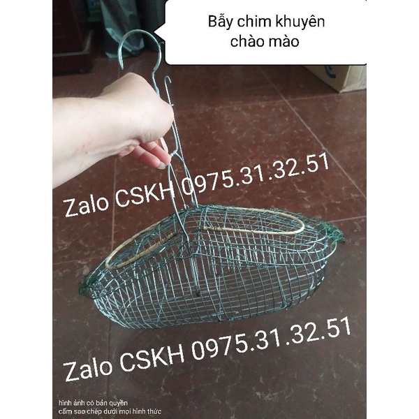 Bẫy chim chào mào khuyên inoxxi