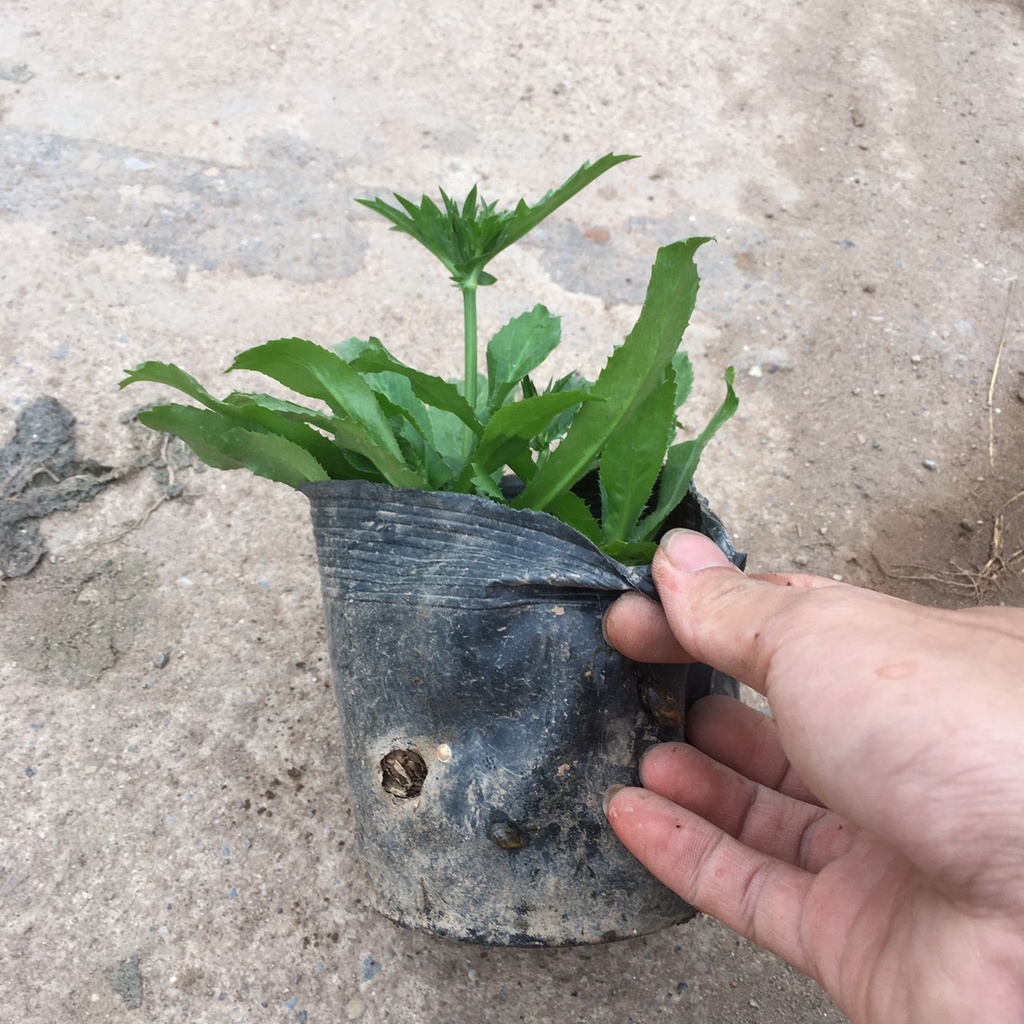 Cây Rau Mùi Tàu  Trồng Sẵn Bầu Đen