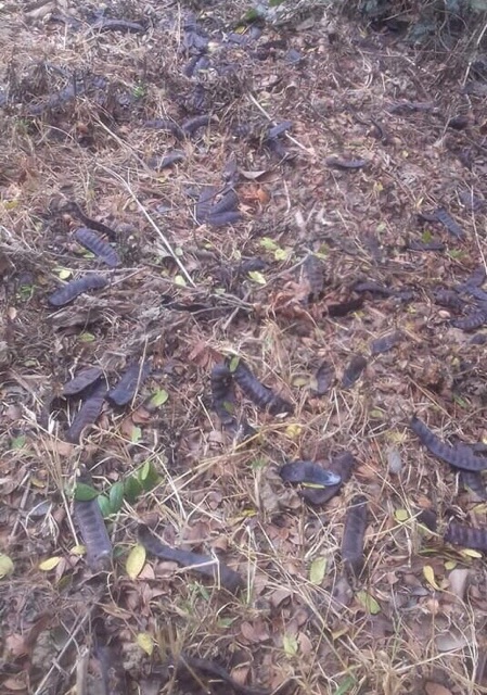 Bồ kết rụng nướng nguyên quả 500g | BigBuy360 - bigbuy360.vn