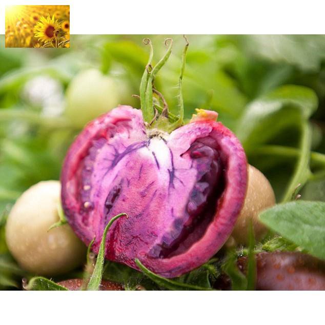 Hạt Giống Cà Chua Tím  - Dinh Dưỡng, Năng Suất Cao - MUA 3 TẶNG 1 CÙNG LOẠI