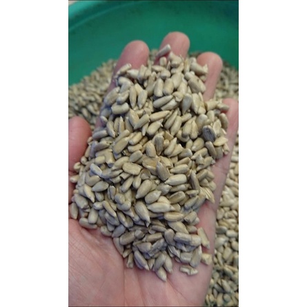 [Mã PET50K giảm Giảm 10% - Tối đa 50K đơn từ 250K] Nhân hướng dương tươi hàng Bỉ dành cho chim vẹt