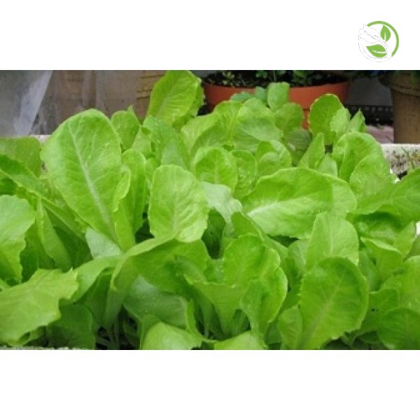 Hạt Giống Xà Lách PN-978 Phú Nông - Gói 10g - Lettuce