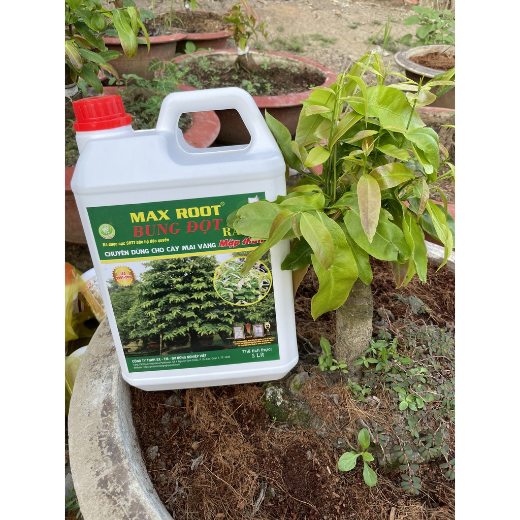 PHÂN BÓN CHO MAI VÀNG BUNG ĐỌT RA RỄ MAX ROOT CAN 5 LÍT - BUNG TƯỢC MẠNH ĐẺ NHÁNH NHANH, XANH LÁ, DÀY LÁ