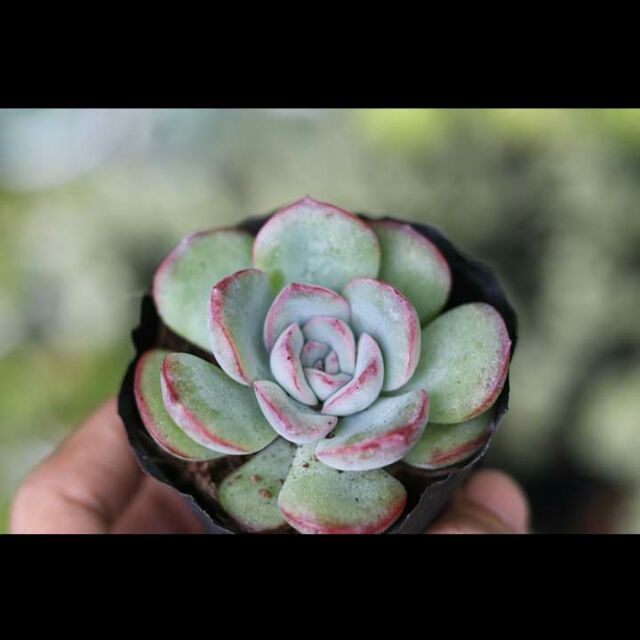 SEN ĐÁ VIỀN LỬA