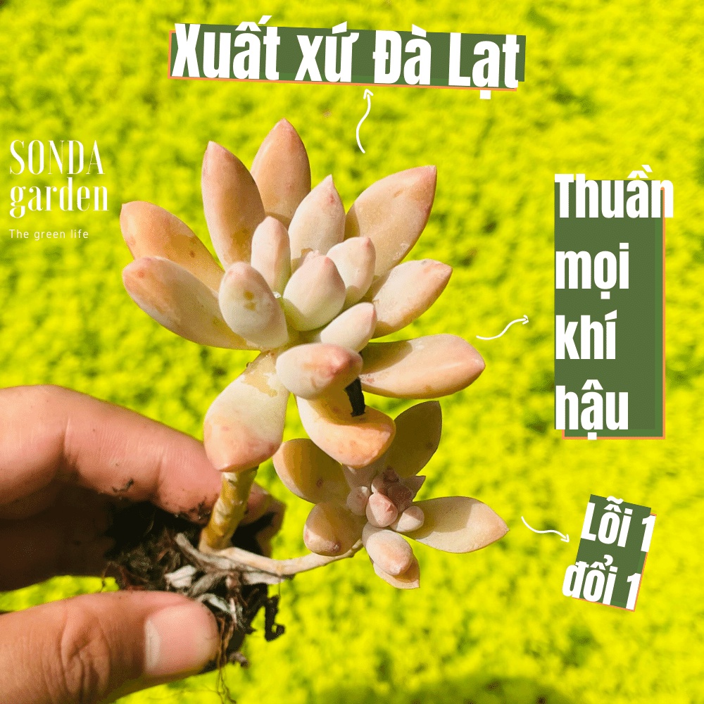 Sen đá pha lê cổ thụ SONDA GARDEN size mini 2.5-4cm, cây cảnh trang trí nhà cửa, lỗi 1 đổi 1