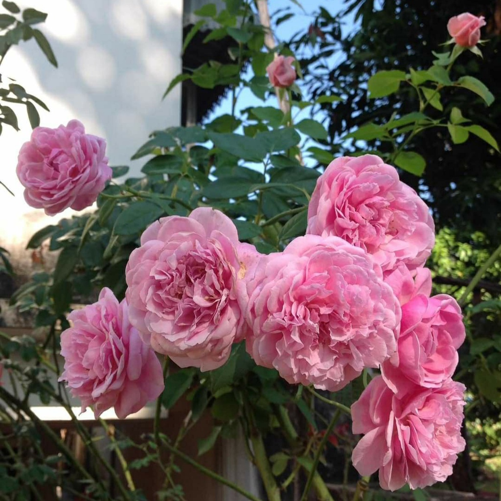 Hoa hồng Leo Bishop’s Castle rose  – Loài hoa được ưa chuộng nhất thị trường-Vườn Hoa Melinhrose