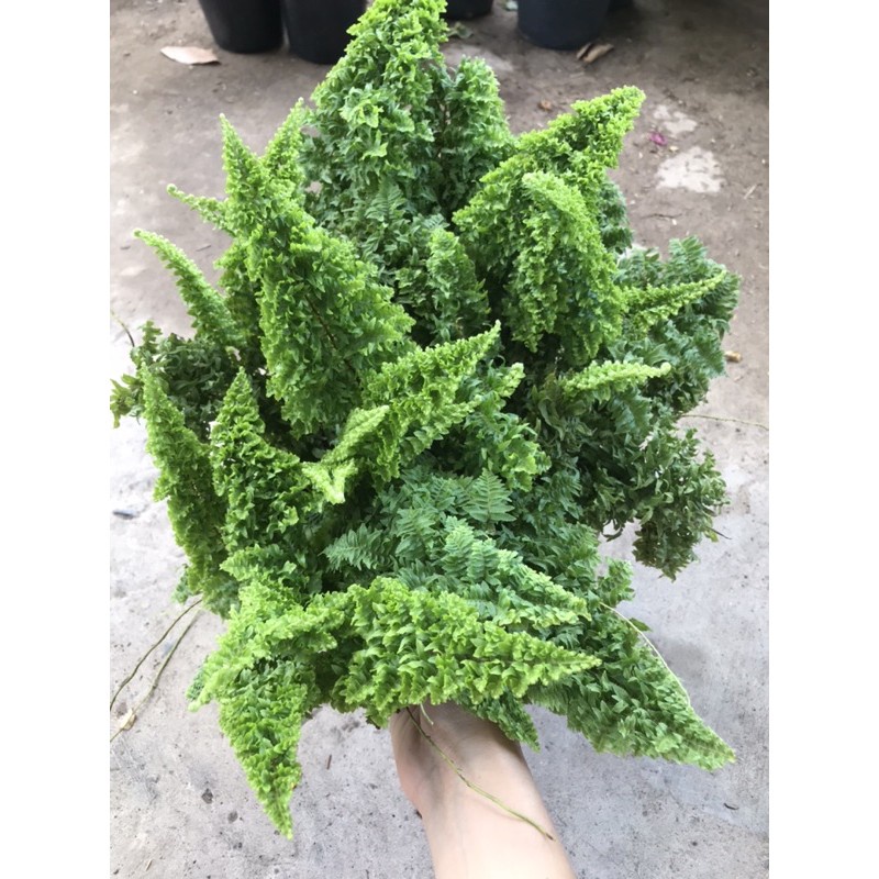 Caykiengsadec dương xỉ Nhật + tặng phân bón