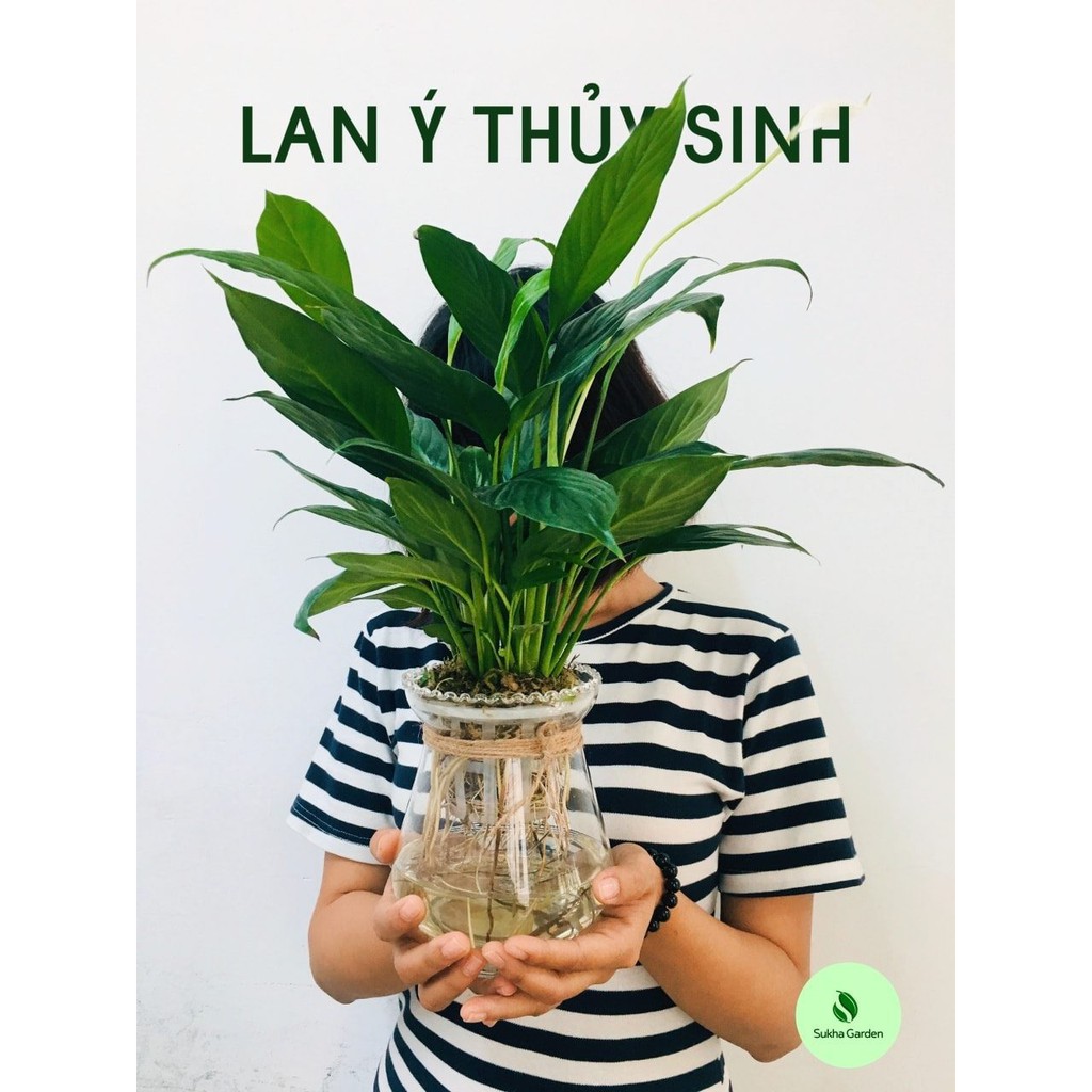 Cây Lan Ý thủy sinh để bàn chậu thủy tinh