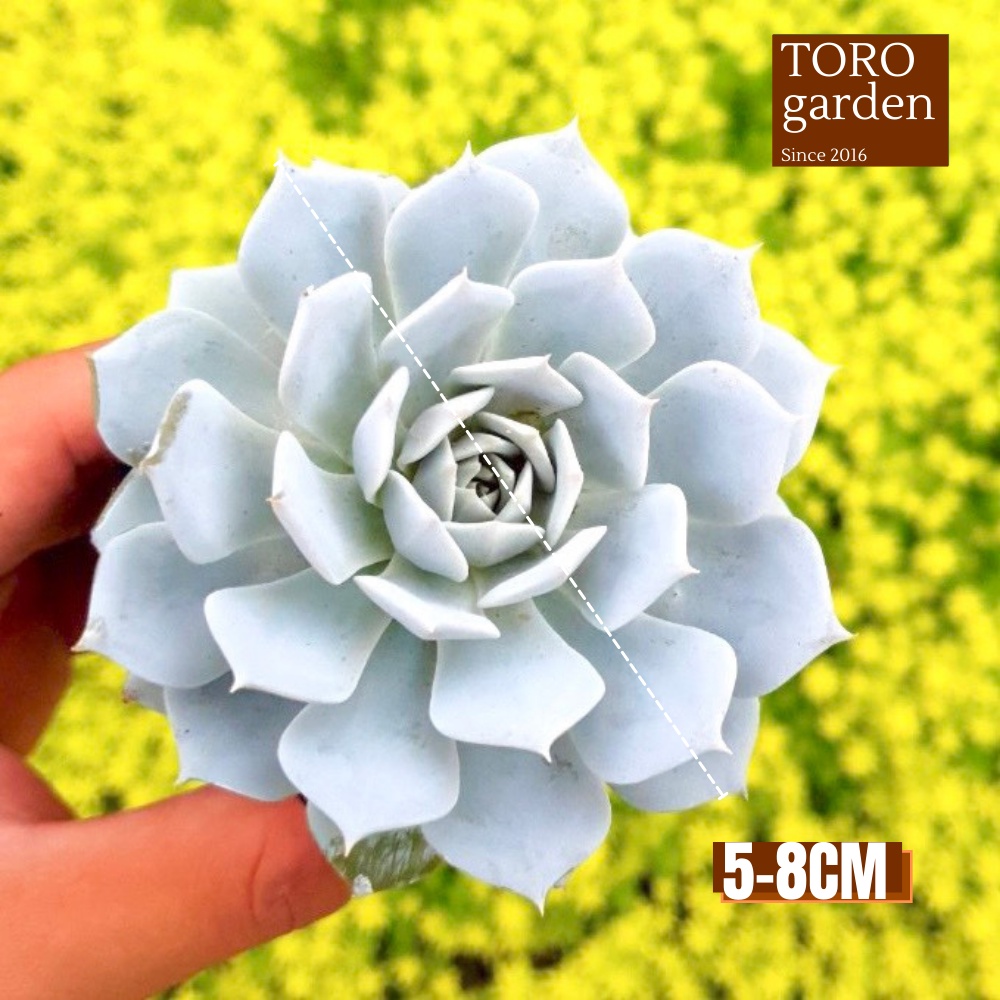 Sen đá ngọc trinh Đà Lạt size bé cây cảnh trang trí nhà cửa Toro garden