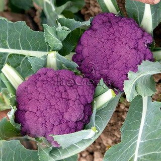 HẠT GIỐNG SÚP LƠ TÍM