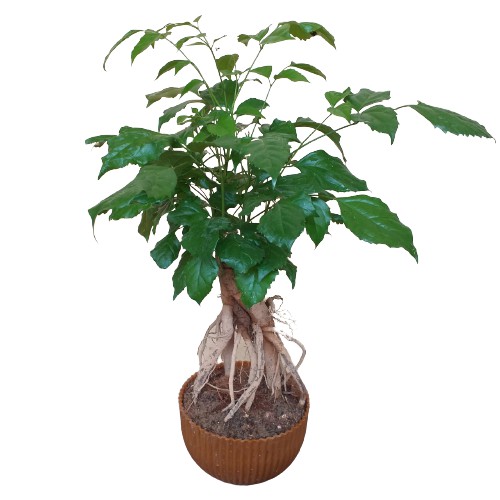 Chậu cây hạnh phúc bonsai để bàn, cây phong thủy