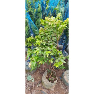 Cây nho thân gỗ tứ quý