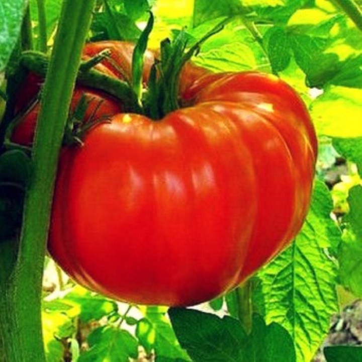 30 hạt giống cà chua khổng lồ Mỹ quả từ 500gr -1kg