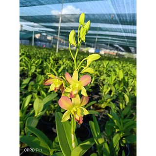 Chậu cây lan Dendro màu vàng pha cam