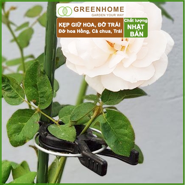 Kẹp cố định thân cây Nhật Bản, Daim, đỡ hoa, trái, tiện lợi, độ bền 5 năm |Greenhome