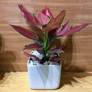 Cây hồng phát lộc