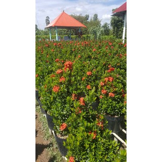 cây mẫu đơn lá nhỏ( bông trang lá nhỏ)