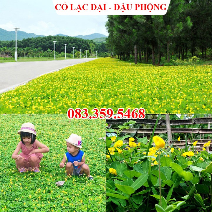 Gói 100 Hạt giống cỏ Lạc Dại - Đậu Phộng (Cỏ thảm cảnh trang trí sân vườn bãi đất trống rất đẹp)