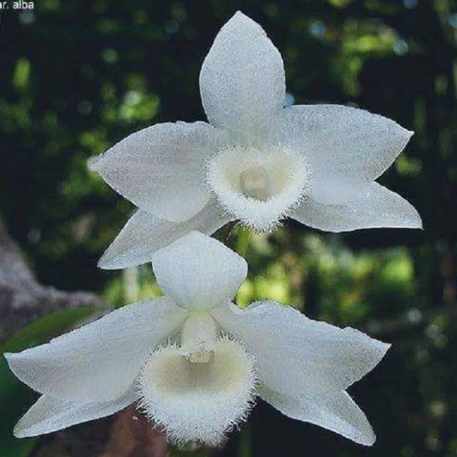 Cốc phi điệp 5 cánh trắng ĐÀI LOAN (5ct)- hàng CẤY MÔ - hoa TÙY DUYÊN - hoa siêu đẹp
