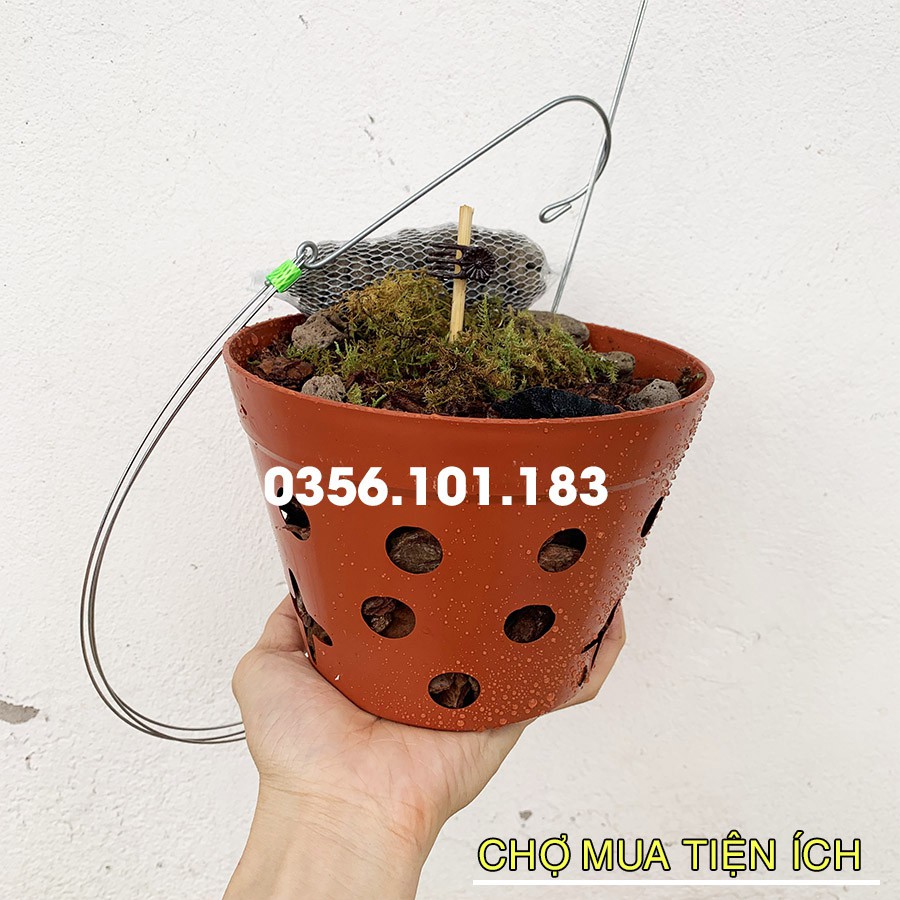 Chậu giá thể trồng lan Fi 17cm  kèm Móc treo Phân Bón