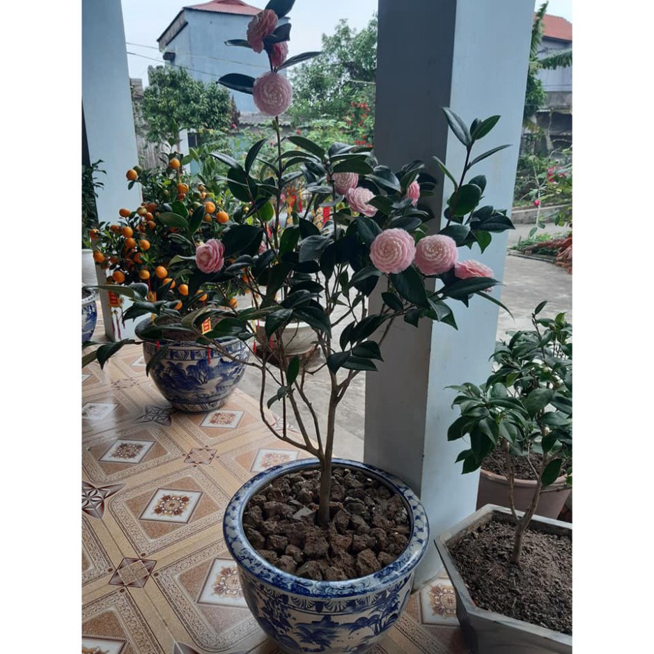 Trà My Cổ 🌸FREESHIP🌸 Tinh Hoa Trà Việt - Cung Đình Hồng [ Cây 4 Năm Tuổi ]
