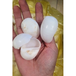 VỎ ỐC MỠ TRẮNG (MƯỢN HỒN)5VỎ