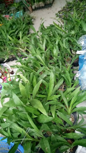 Thiên nga giống đủ màu