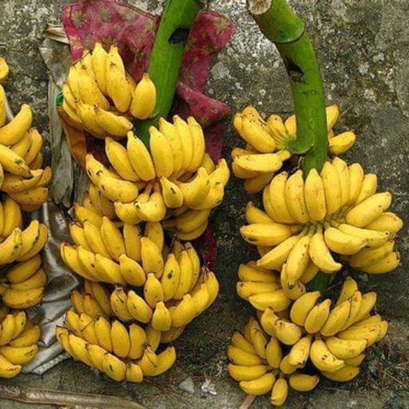 Chuối xiêm ép dẻo phơi khô 500G Loại 1 -Đặc sản Bến Tre