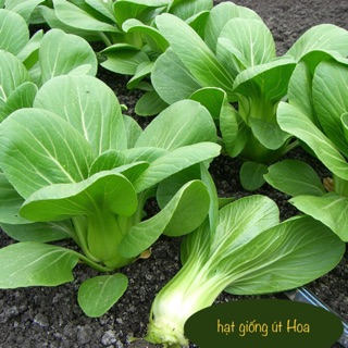Hạt giống Cải Thìa dễ trồng, giàu dinh dưỡng