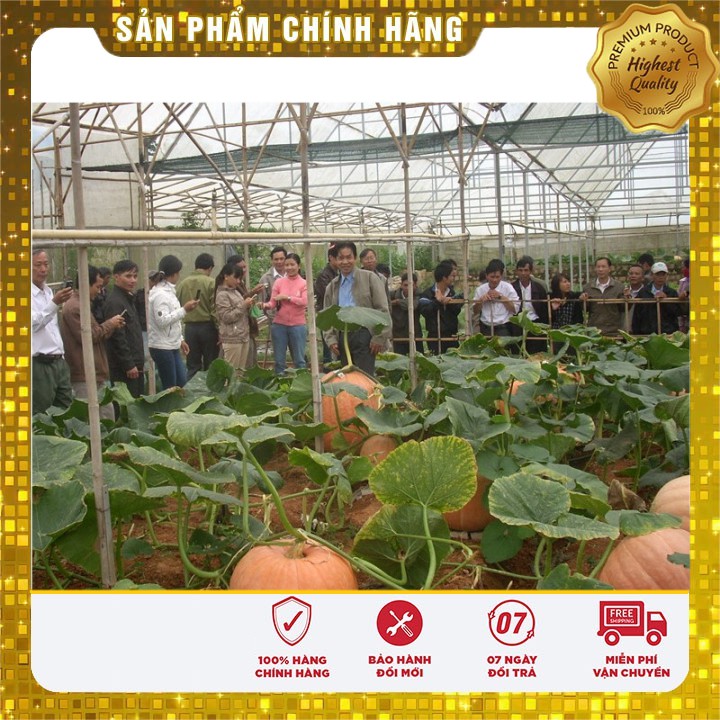 COMBO Trọn bộ trồng Hoa Qủa Tập Làm Vườn HOA TỬ ĐẰNG, cà chua khổng lồ, bí khổng lồ