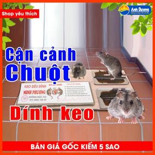 Siêu keo dính chuột đa năng